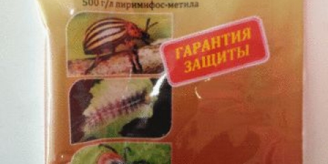 Krpelj na jagodama: pripreme, metode borbe, kako preraditi, fotografija